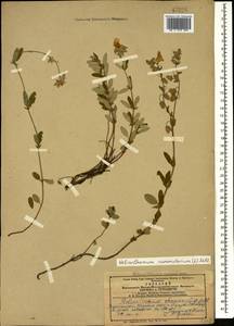 Солнцецвет монетолистный (L.) Mill., Кавказ, Азербайджан (K6) (Азербайджан)