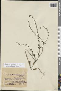 Липучка растопыренная (Retz.) Dumort., Восточная Европа, Восточный район (E10) (Россия)