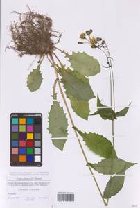 Скерда болотная (L.) Moench, Восточная Европа, Московская область и Москва (E4a) (Россия)