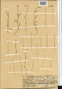 Желтушник гулявниковидный C.A. Mey., Средняя Азия и Казахстан, Северный и Центральный Тянь-Шань (M4) (Казахстан)