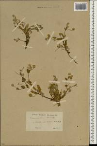 Vicoa divaricata (Cass.) O. Fedtsch. & B. Fedtsch., Зарубежная Азия (ASIA) (Ирак)