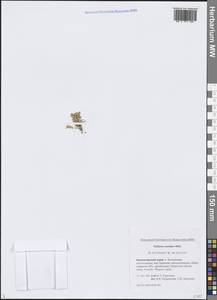 Звездчатка длинночерешковая, Сибирь, Центральная Сибирь (S3) (Россия)