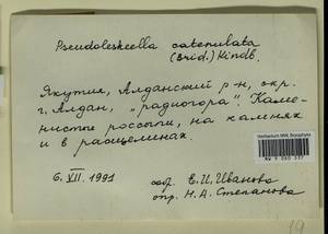 Pseudoleskeella catenulata (Brid. ex Schrad.) Kindb., Гербарий мохообразных, Мхи - Якутия (B19) (Россия)