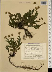 Kemulariella colchica (Albov) Tamamsch., Кавказ, Грузия (K4) (Грузия)