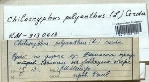 Chiloscyphus polyanthos (L.) Corda, Гербарий мохообразных, Мхи - Карелия, Ленинградская и Мурманская области (B4) (Россия)