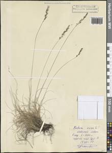 Овсяница овечья L., Кавказ, Северная Осетия, Ингушетия и Чечня (K1c) (Россия)