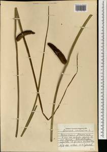 Acorus americanus subsp. triqueter, Монголия (MONG) (Монголия)