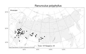 Ranunculus polyphyllus, Лютик многолистный Waldst. & Kit. ex Willd., Атлас флоры России (FLORUS) (Россия)