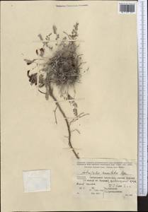 Astragalus mercklinii Boiss. & Buhse, Средняя Азия и Казахстан, Копетдаг, Бадхыз, Малый и Большой Балхан (M1) (Туркмения)