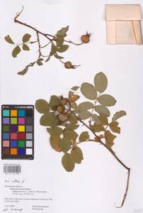 Шиповник волосистый, Шиповник мохнатый L., Восточная Европа, Центральный район (E4) (Россия)