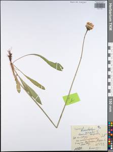 Кульбаба шершаволистная L., Восточная Европа, Центральный район (E4) (Россия)