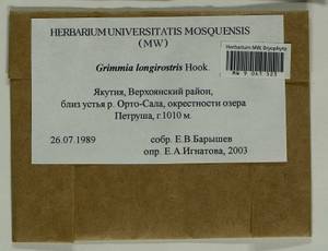 Grimmia longirostris Hook., Гербарий мохообразных, Мхи - Якутия (B19) (Россия)