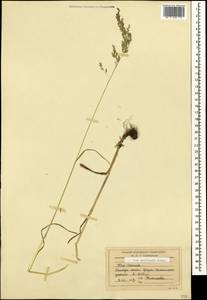 Мятлик обыкновенный L., Кавказ, Южная Осетия (K4b) (Южная Осетия)