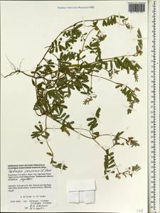 Tephrosia purpurea, Зарубежная Азия (ASIA) (Индонезия)