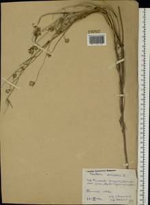Ломелозия серебристая (L.) Greuter & Burdet, Восточная Европа, Ростовская область (E12a) (Россия)