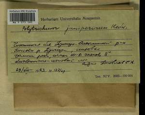 Polytrichum juniperinum Hedw., Гербарий мохообразных, Мхи - Прибайкалье и Забайкалье (B18) (Россия)