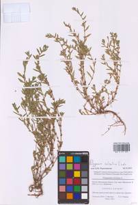 Спорыш обыкновенный вытаптываемый (Lindm.) Wissk., Восточная Европа, Московская область и Москва (E4a) (Россия)