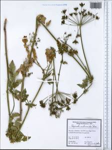 Pseudopimpinella anthriscoides (Boiss.) F.Ghahrem., Khajepiri & Mozaff., Зарубежная Азия (ASIA) (Иран)
