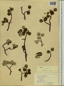 Ива сетчатая L., Сибирь, Чукотка и Камчатка (S7) (Россия)