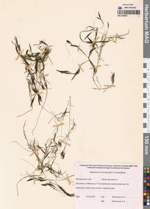 Лютик волосолистный, Шелковник волосолистный Chaix, Сибирь, Чукотка и Камчатка (S7) (Россия)