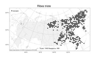 Ribes triste, Смородина печальная Pall., Атлас флоры России (FLORUS) (Россия)