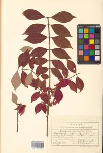 Бересклет крылатый (Thunb.) Siebold, Сибирь, Дальний Восток (S6) (Россия)