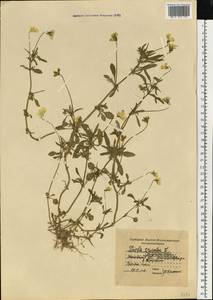 Фиалка трехцветная, Анютины глазки L., Восточная Европа, Московская область и Москва (E4a) (Россия)