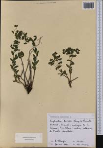 Euphorbia duvalii Lecoq & Lamotte, Западная Европа (EUR) (Франция)