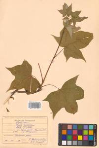 Клен Майра (Schwer.) H.Ohashi, Сибирь, Дальний Восток (S6) (Россия)