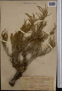 Сарсазан шишковатый (Pall.) M.Bieb., Средняя Азия и Казахстан, Прикаспийский Устюрт и Северное Приаралье (M8) (Казахстан)