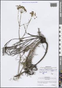 Морковник обыкновенный (L.) Schinz & Thell., Восточная Европа, Средневолжский район (E8) (Россия)