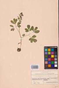 Хохлатка плотная (L.) Clairv., Восточная Европа, Белоруссия (E3a) (Белоруссия)