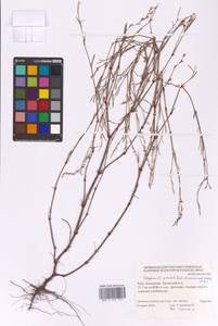 Polygonum patulum × arenarium, Восточная Европа, Нижневолжский район (E9) (Россия)