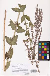 MHA 0 155 679, Котовник голый, Восточная Европа, Центральный район (E4) (Россия)