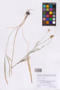 Лютик иллирийский L., Восточная Европа, Центральный лесостепной район (E6) (Россия)