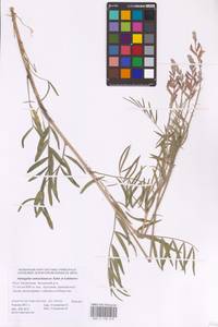 Astragalus astrachanicus Sytin & Laktionov, Восточная Европа, Нижневолжский район (E9) (Россия)