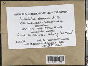 Breutelia dumosa Mitt., Гербарий мохообразных, Мхи - Америка (BAm) (Чили)