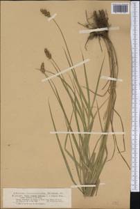 Carex cristatella Britton, Америка (AMER) (США)