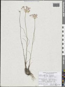 Лук неравный Janka, Восточная Европа, Центральный лесостепной район (E6) (Россия)