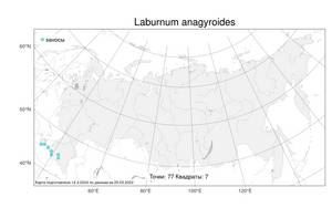 Laburnum anagyroides, Бобовник обыкновенный Medik., Атлас флоры России (FLORUS) (Россия)