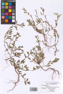 Спорыш простертый, Спорыш обыкновенный Boreau, Восточная Европа, Центральный лесостепной район (E6) (Россия)