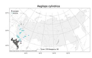 Aegilops cylindrica, Эгилопс цилиндрический Host, Атлас флоры России (FLORUS) (Россия)