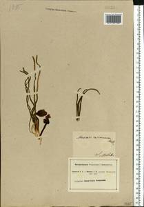 Мышиный гиацинт незамеченный Guss. ex Ten., Восточная Европа, Южно-Украинский район (E12) (Украина)