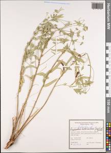 Euphorbia heteradena Jaub. & Spach, Зарубежная Азия (ASIA) (Иран)
