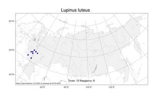 Lupinus luteus, Люпин желтый L., Атлас флоры России (FLORUS) (Россия)