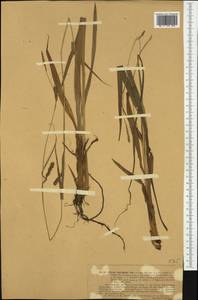 Carex laevigata Sm., Западная Европа (EUR) (Германия)