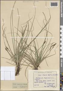 Осока большехвостая (Meinsh.) Kük., Восточная Европа, Восточный район (E10) (Россия)