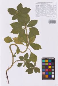 Pachysandra terminalis Siebold & Zucc., Восточная Европа, Северо-Западный район (E2) (Россия)
