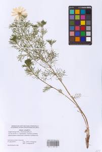 Горицвет весенний, Адонис весенний L., Восточная Европа, Нижневолжский район (E9) (Россия)