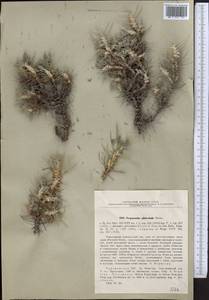Astragalus verus Olivier, Средняя Азия и Казахстан, Копетдаг, Бадхыз, Малый и Большой Балхан (M1) (Туркмения)